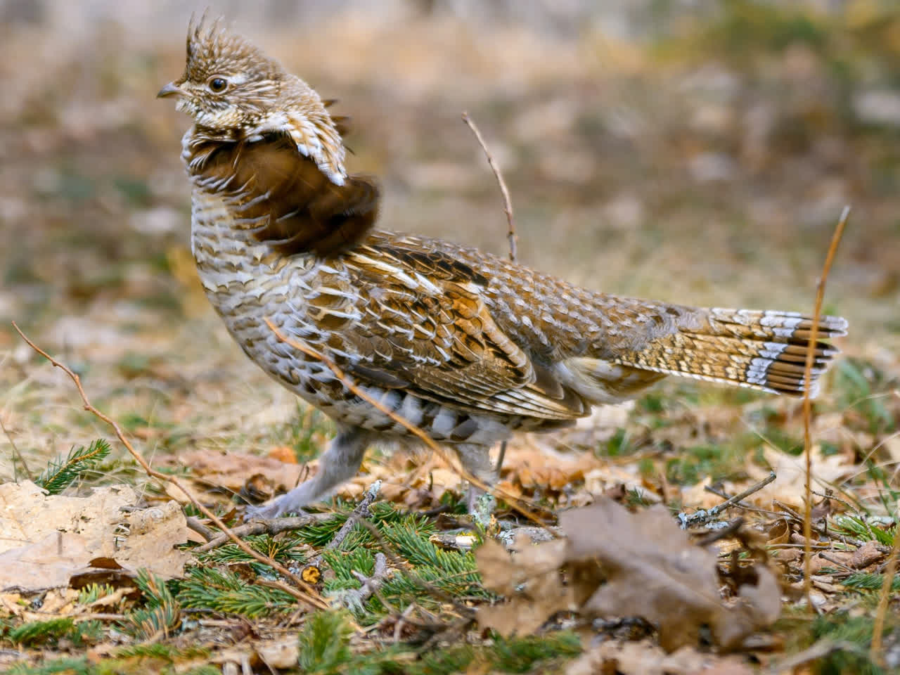 A ruffed grouse walking through the leaf litter in the sugarbush