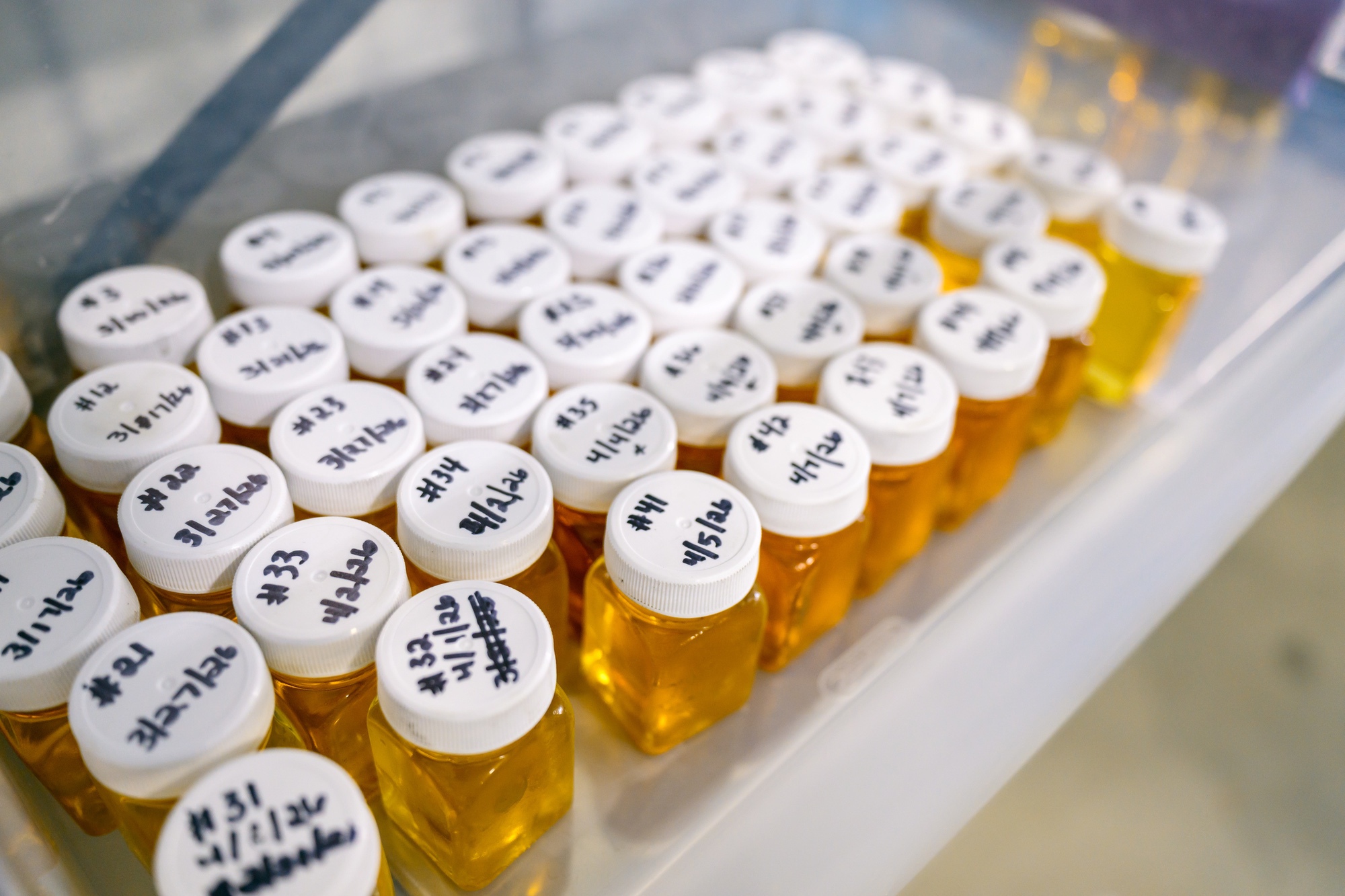Numbered sample jars of maple syrup from the season