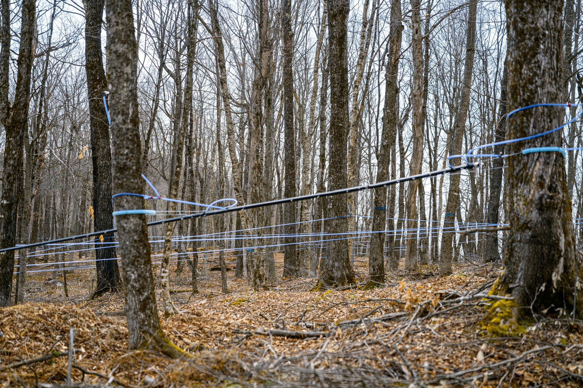 Blue sap lines strung between maples across the hillside sugarbush