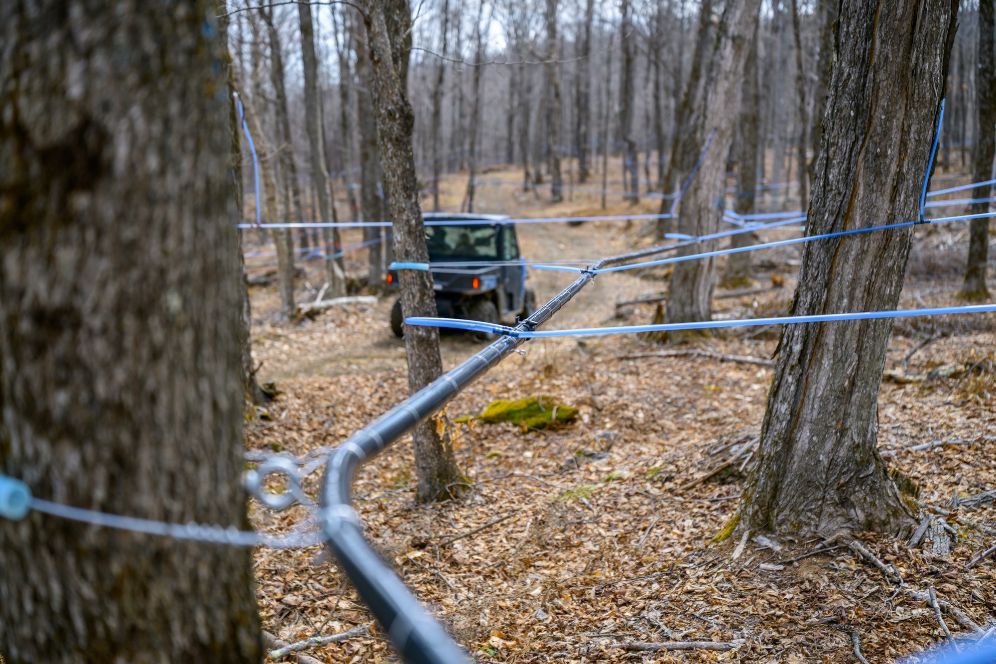 Blue sap tubing running between maples in the sugarbush